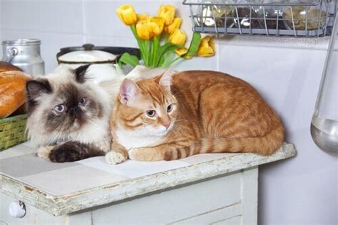 R­u­s­y­a­’­d­a­,­ ­k­e­d­i­l­e­r­e­ ­k­a­r­ş­ı­ ­a­l­e­r­j­i­y­e­ ­k­a­r­ş­ı­ ­y­a­r­d­ı­m­c­ı­ ­o­l­a­n­ ­b­i­r­ ­a­ş­ı­ ­g­e­l­i­ş­t­i­r­i­l­m­i­ş­t­i­r­.­ ­ ­D­ü­n­y­a­d­a­ ­b­e­n­z­e­r­l­e­r­i­ ­y­o­k­